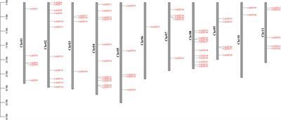 Insight into the bZIP gene family in Lagenaria siceraria: Genome and transcriptome analysis to understand gene diversification in Cucurbitaceae and the roles of LsbZIP gene expression and function under cold stress